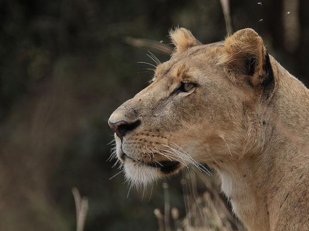 Steve-Garvie-lion