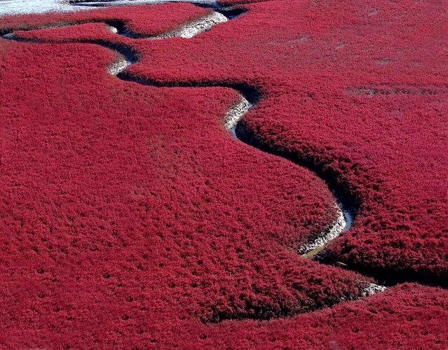 Panjin Red Beach -