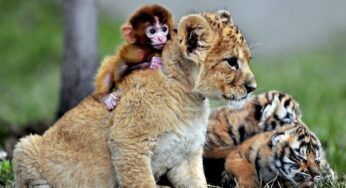 Charming Animals