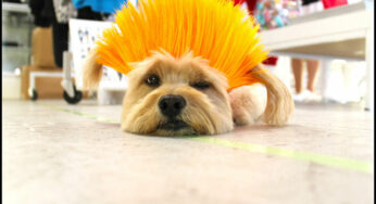 Pet Wig Fashions