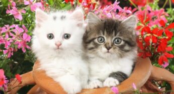 26 Cute Adorable Kittens