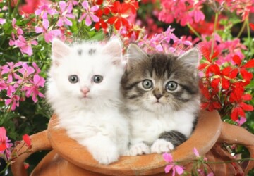 26 Cute Adorable Kittens - Kittens, Cute, Adorable