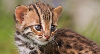 21 Cute Baby Animals