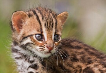 21 Cute Baby Animals - Cute, baby, animals