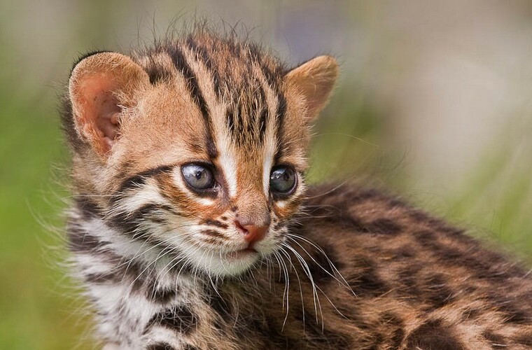 21 Cute Baby Animals 21 Cute Baby Animals - Cute, baby, animals