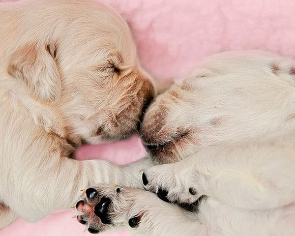 20 Adorable Puppies (14)