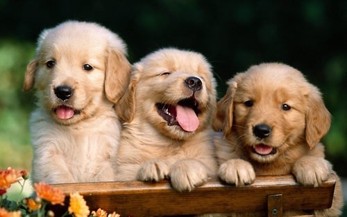 20 Adorable Puppies (17)