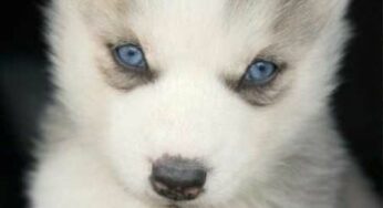 20 Adorable Puppies