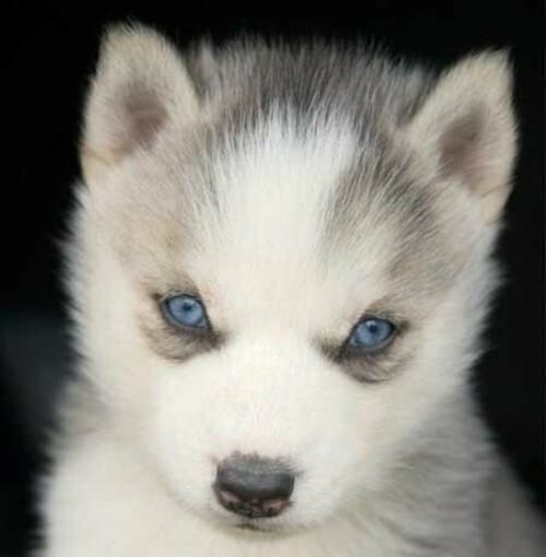 20 Adorable Puppies 20 Adorable Puppies - small, Puppies, Cute, Adorable