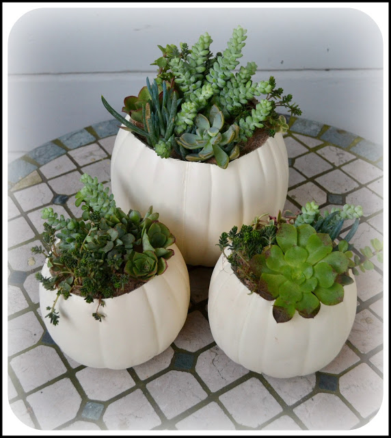 21 Great DIY Succulent Ideas (1)