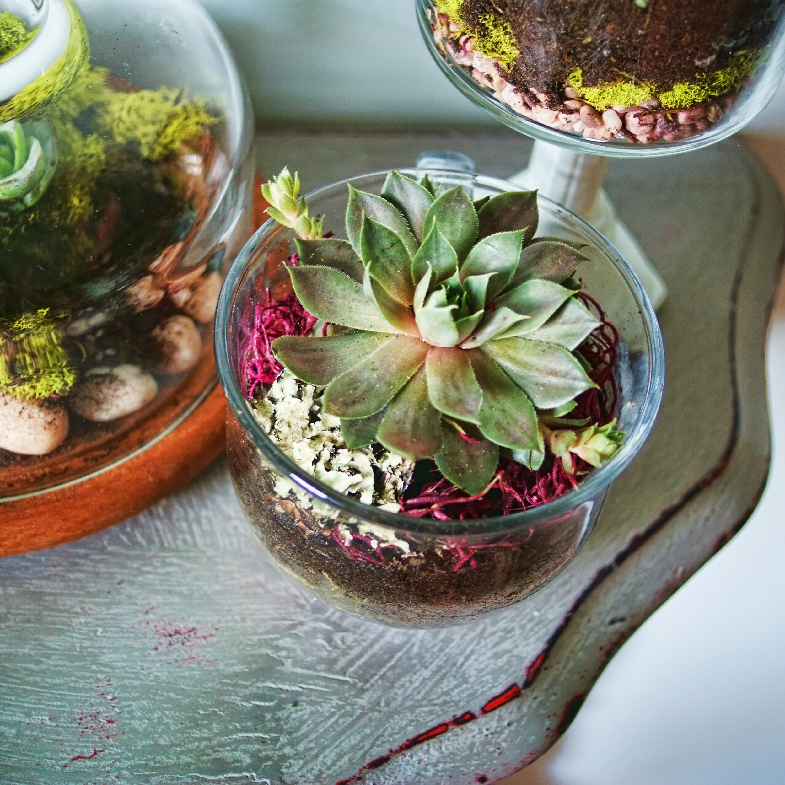 21 Great DIY Succulent Ideas (1)