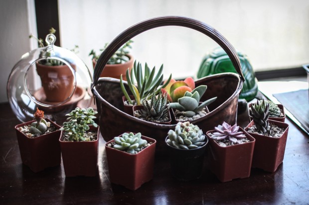 21 Great DIY Succulent Ideas (11)