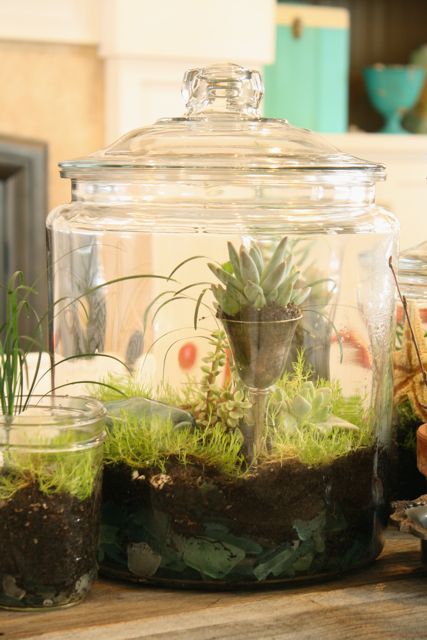 21 Great DIY Succulent Ideas (12)