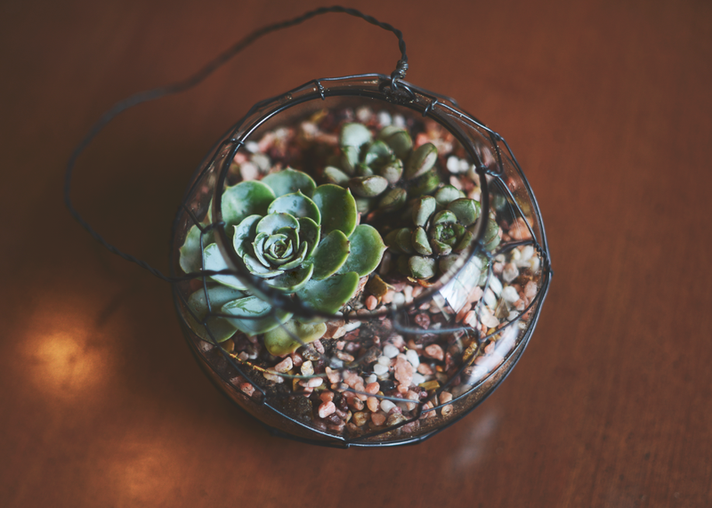 21 Great DIY Succulent Ideas (2)