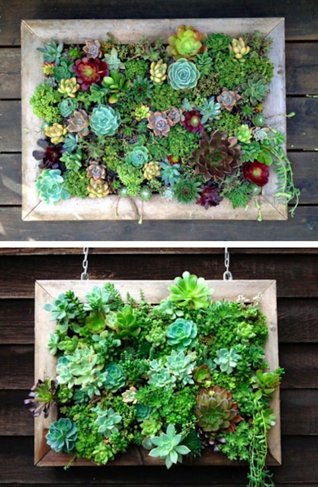 Vertical garden ideas for small backyards with wall planters and climbing plants