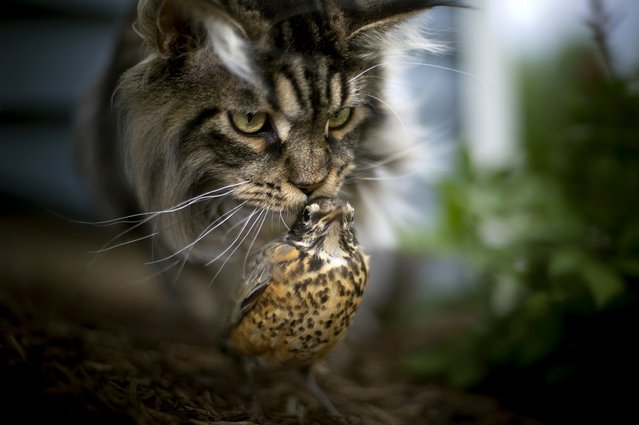 Brooke Pennington Photo Collection - photos, photography, cat, brooke pennington, bird