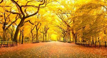 Fall in Central Park, New York