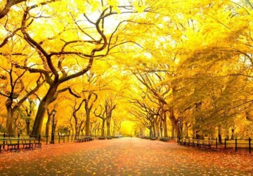 Fall in Central Park, New York - New York, Fall, Central Park
