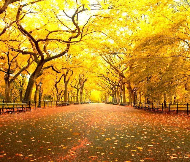 Fall in Central Park, New York