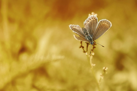 Phenomenal Photography by Photographer Mikko Lagerstedt (26)