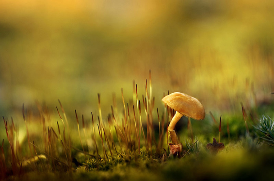 Phenomenal Photography by Photographer Mikko Lagerstedt (6)