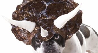 20 Absolutely Amazing Dog Halloween Costumes