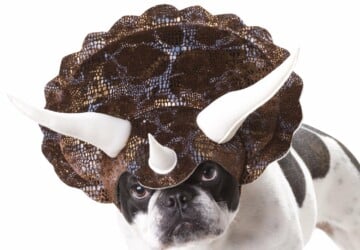 20 Absolutely Amazing Dog Halloween Costumes - spooky, scary, pet costumes, Pet, halloween dog costumes, halloween, funny costumes, dogs, dog costumes, dog, canine costumes, canine