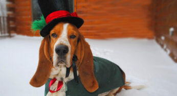 30 Extraordinary Christmas Pet Clothes and Accessories