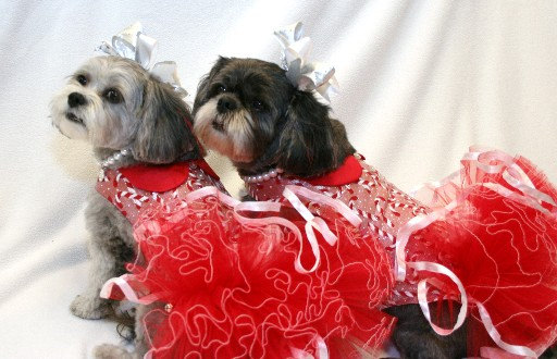 30 Extraordinary Christmas Pet Clothing and Accessory Pieces (13)