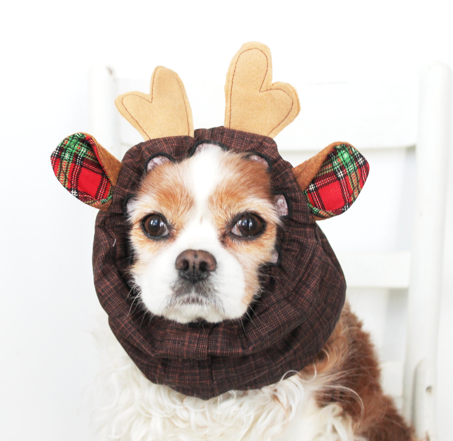 30 Extraordinary Christmas Pet Clothes And Accessories