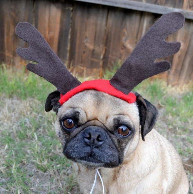 30 Extraordinary Christmas Pet Clothing and Accessory Pieces (16)