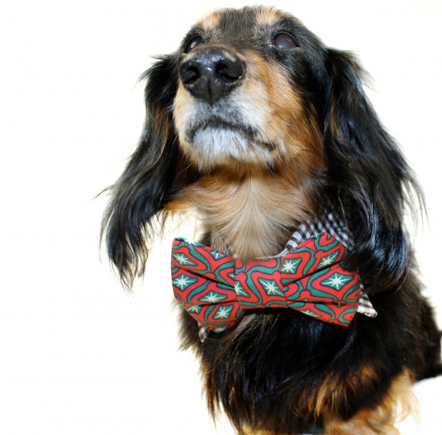 30 Extraordinary Christmas Pet Clothing and Accessory Pieces (24)