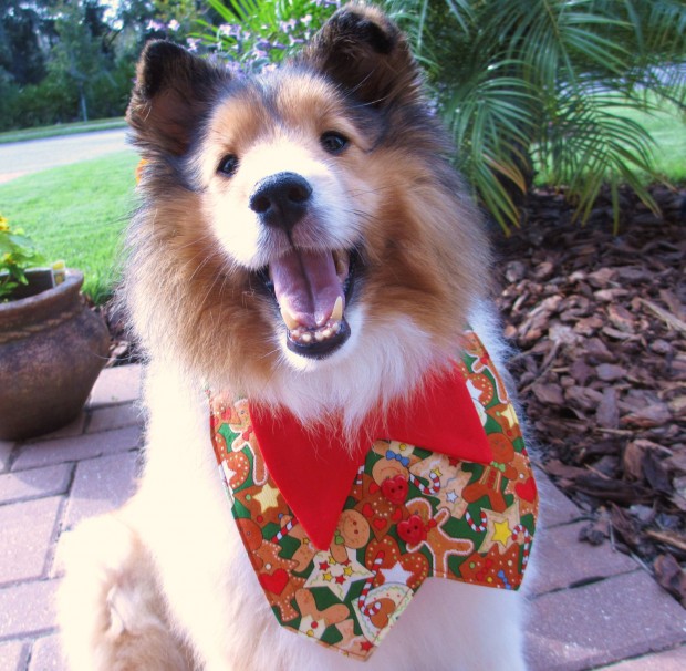 30 Extraordinary Christmas Pet Clothing and Accessory Pieces (4)