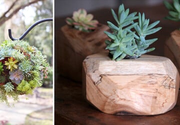 15 Natural and Handmade Living Succulent Decorations - yard, wood, Succulent, spring, rustic, reclaimed, Planter, plant, outdoor, Natural, living, lively, live, interior, home, heart, handmade, green, garden, exterior, decoration, cactus