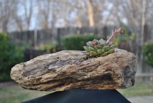 15 Natural and Handmade Living Succulent Decorations (14)