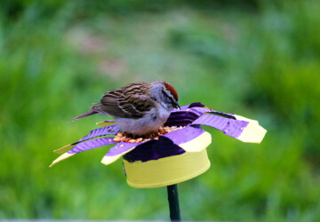 16 Creative DIY Bird Feeders - Welcome The Feathered Friends In Your Backyard - spring, diy, crafts, craft, birdfeeder, bird feeders, bird feeder, bird