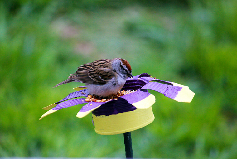 16 Creative DIY Bird Feeders - Welcome The Feathered Friends In Your Backyard - spring, diy, crafts, craft, birdfeeder, bird feeders, bird feeder, bird