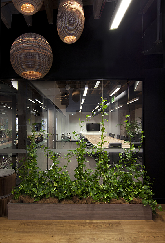 Pothos-Climbers-in-Custom-Fitout