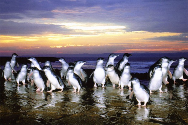 PhillipIsland_Penguin