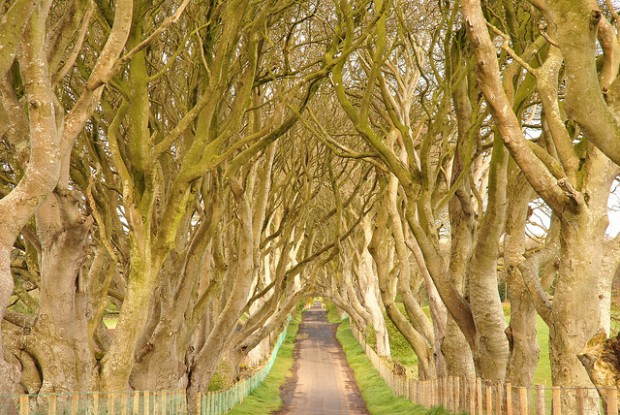 The Dark Hedges, Antrim