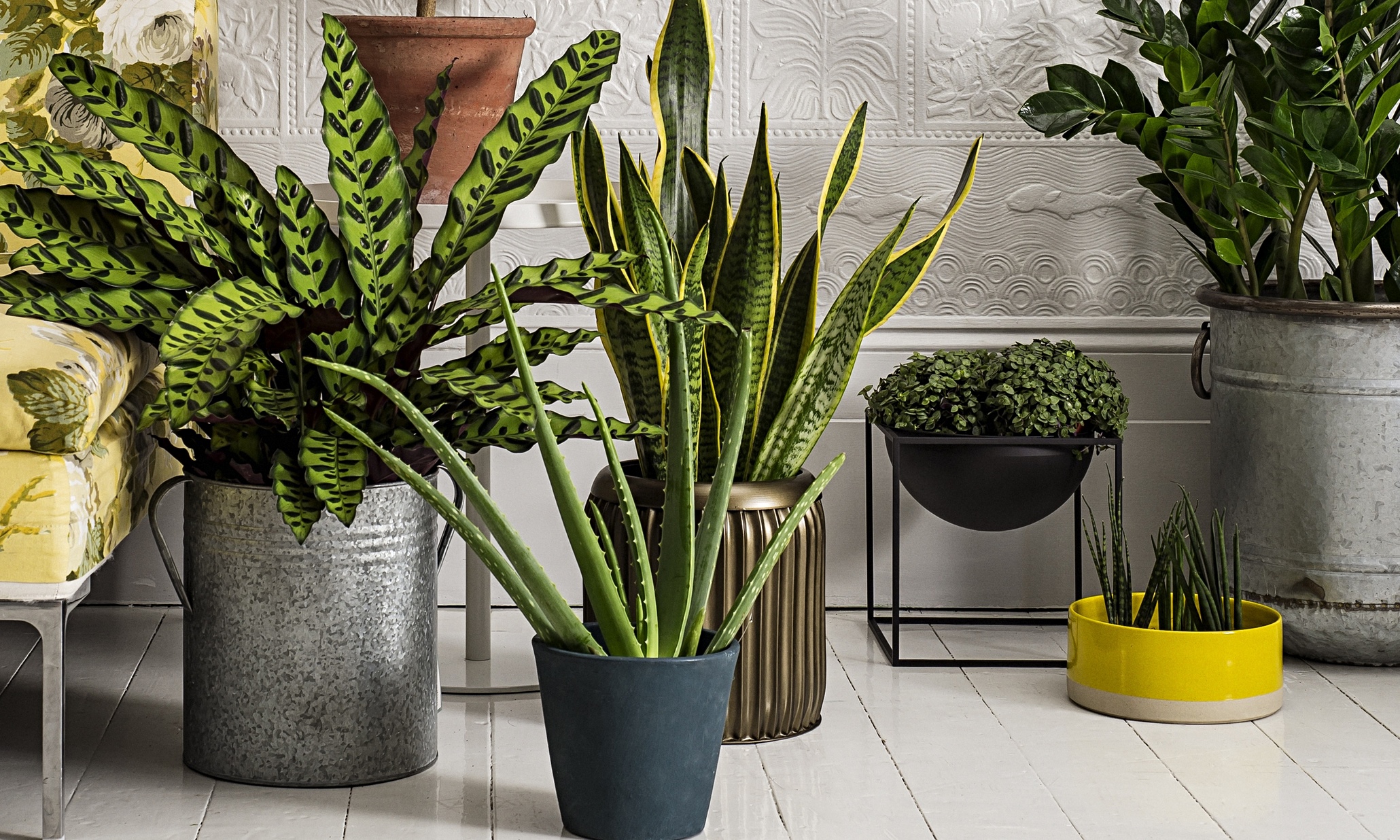 Homes: houseplants