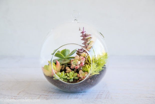 terrarium (1)