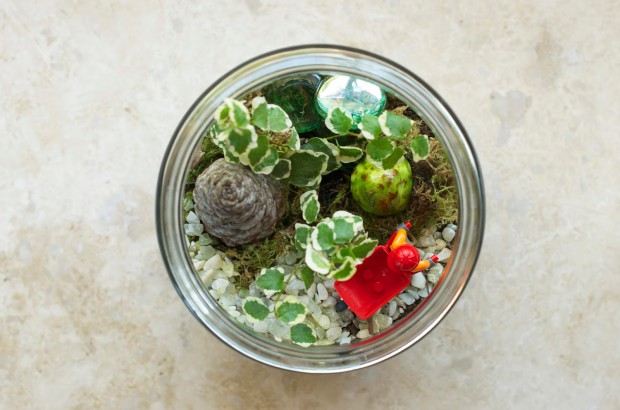 terrarium (6)