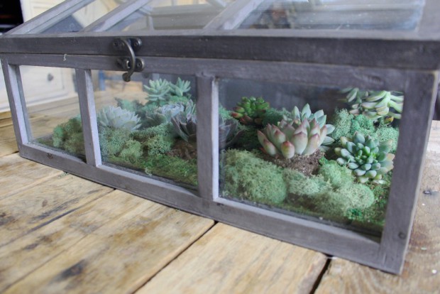 terrarium (8)