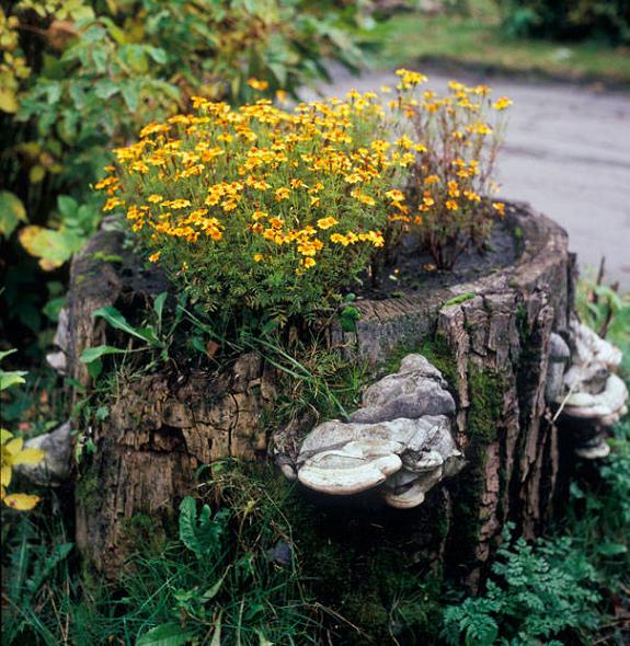 16 DIY Ideas for How to Recycle Tree Stumps for Garden Decor - recycled products, Recycle Tree Stumps for Garden Decor, Recycle Tree Stumps, DIY Recycled Products, diy garden projects, diy garden