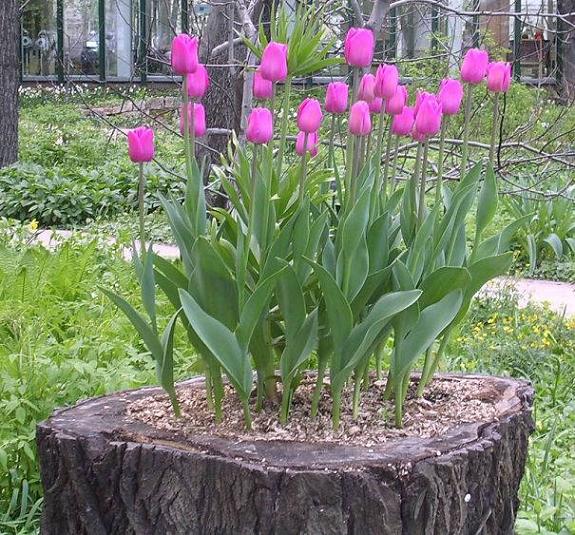 16 DIY Ideas for How to Recycle Tree Stumps for Garden Decor - recycled products, Recycle Tree Stumps for Garden Decor, Recycle Tree Stumps, DIY Recycled Products, diy garden projects, diy garden