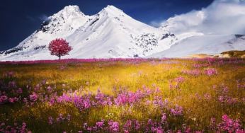 6 Key Ways to Beautify Your Backyard