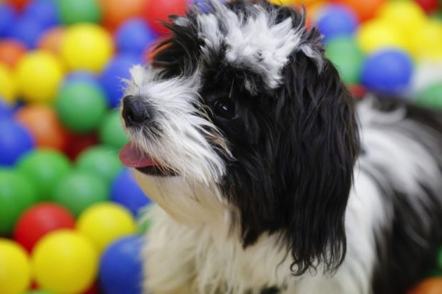5 Reasons Why Dogs Should Play With Toys -