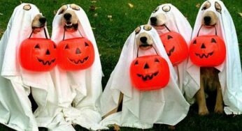 15 Creative Halloween Costumes for Dogs