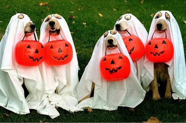 15 Creative Halloween Costumes for Dogs - halloween dog costumes, Halloween costumes, dog costumes, diy Halloween costumes
